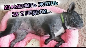 ИЗБАВЛЕНИЕ ОТ ПРОБЛЕМ. КАК ФРАНЦУЖЕНКА БЕЛЬ ИЗМЕНИЛАСЬ ЗА 2 НЕДЕЛИ.