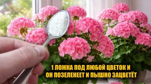 ВНЕСИ в ГЕРАНЬ и даже чахлый цветок оживет, позеленеет и зацветет пышной шапкой!