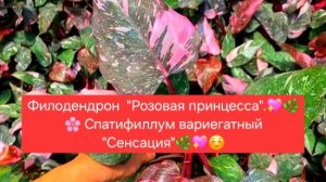 Филодендрон "Розовая принцесса"💖🌸 и Спатифиллум "Сенсация"💖🌸