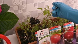 Берем на заметку! Важные моменты пикировки рассады томатов