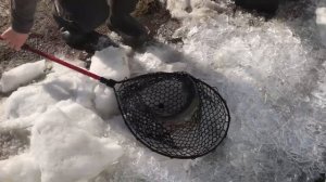 ещё одна форель в подсаке