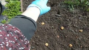 09.05.2025 Посадила луковицы лилий и гладиолусов, купленных ранней весной в магазине