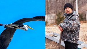 Кто куда,а мы на дачу! Какие птицы у нас летают над дачей