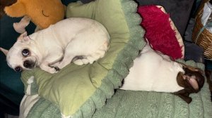 Всем наидобрейшего вечера и самой спокойной ночи.