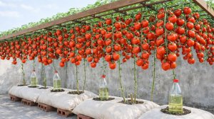 Старые мешки, большие помидоры, секрет выращивания помидоров, который удивит всех