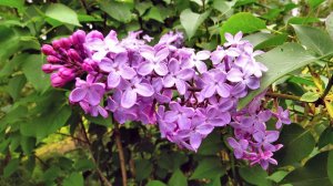 Яркие дни весны...