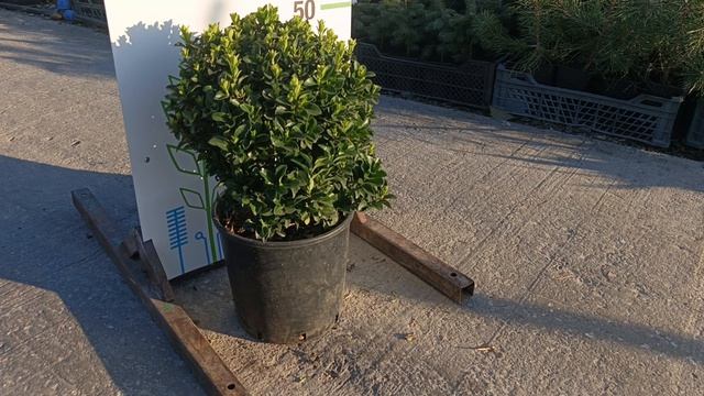 Бересклет BENKOMASAKI, CLT 10, PALLA