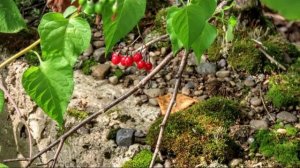 Недостроенная Крапивинская Гэс - 8 авг. 2021 г.