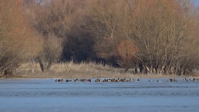 ВОТ ЭТО РЫБАЛКА! ОКУНИ КАБАНЫ ПО ПОСЛЕДНЕМУ ЛЬДУ. ТЫСЯЧИ УТОК. Рыбалка на жерлицы. Зимняя рыбалка