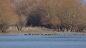 ВОТ ЭТО РЫБАЛКА! ОКУНИ КАБАНЫ ПО ПОСЛЕДНЕМУ ЛЬДУ. ТЫСЯЧИ УТОК. Рыбалка на жерлицы. Зимняя рыбалка