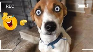 Лучшие смешные моменты с собачками.