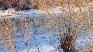 Весенний адреналин -А.Незнамов.