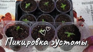 Первая пикировка эустомы