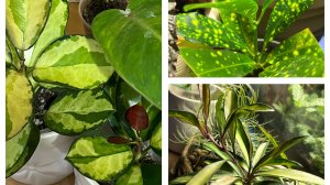 Дерзкая Медуза! Уделила вечер цветам!