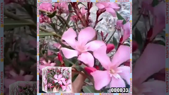 QUEEN OF AZERBAIJAN. 👑🙏🙇❤️❤️❤️🌙🌙🌙✨ #LEYLAALIYEVA