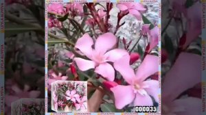 QUEEN OF AZERBAIJAN. 👑🙏🙇❤️❤️❤️🌙🌙🌙✨ #LEYLAALIYEVA