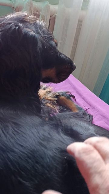 Лиля грустит - пропал аппетит