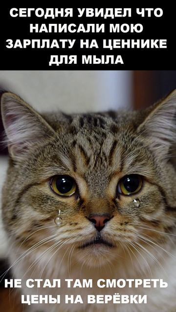 #мемы #приколы #ржач #memes #анекдоты #вирусные видео Мем про зарплату