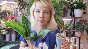 Эксперимент с укоренением аглаонем