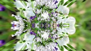 Видеофоны! Видеофон Подснежники 4! Футаж от Киностудии Мудрого Кота Тимофея!