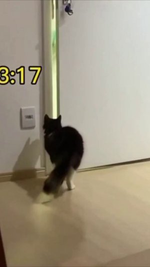 Смешные коты #116-1