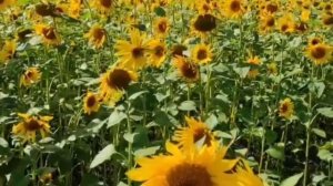 Песня "Ягодки - грибочки".mp4