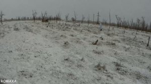 Я столько зайцев за всю жизнь не видел