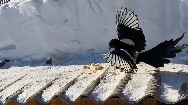 Сказ 4. Птицы на обеде#птицыурала