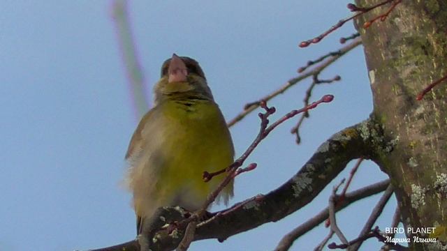 Зеленушка поет