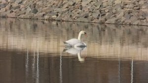 Птицы в Минске, Лебедь-Шипун, 22 марта 2026