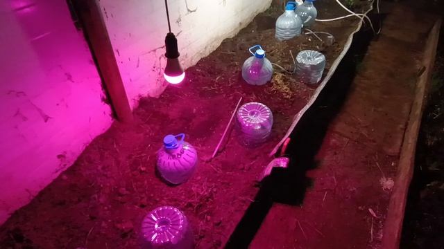 лайфак в теплицу, чтобы рассада ночью не замёрзла. сама придумала😁