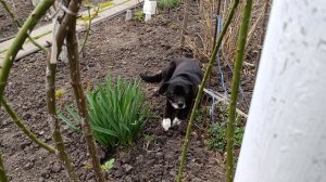 Приключение на заднее место.Клещи кошмар