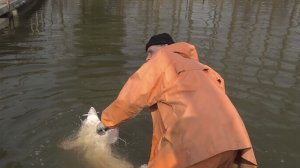 Рыбоводы борются за сохранение популяции осетровых в Краснодарском крае