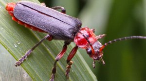 Мягкоте́лки (лат. Cantharidae)