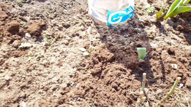 Пойдем в огород...