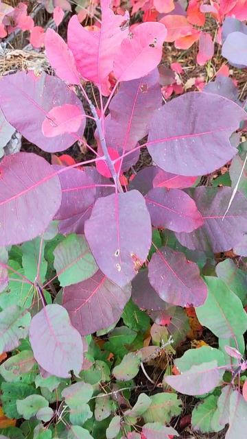 скумпия в горах Черноморского побережья #джанхот #природа