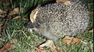 Покормили ёжика 🥹🦔