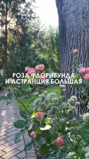 Неординарное сочетание розы и астранции