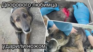 Дворового любимца ударили ножом