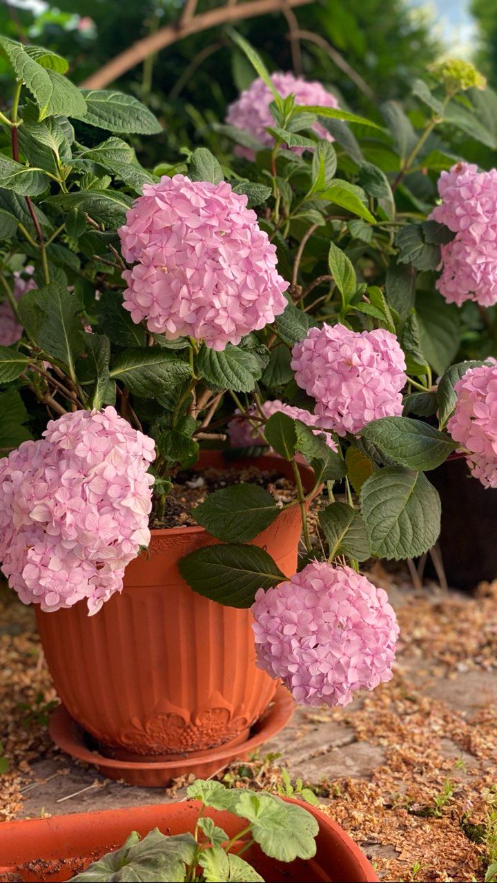 Крупнолистная гортензия весну встречаем