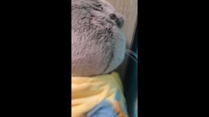 мини вечер с басиками /Новый Басик/Тимофей/7 Лет/