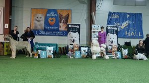 01.03.2026, СПб. Клуб "Нордвест-Северозапад" (РКФ,РФСС). Выставка "НОРДВЕСТ-30 ЛЕТ КЛУБУ" (CAC,ЧРКФ)