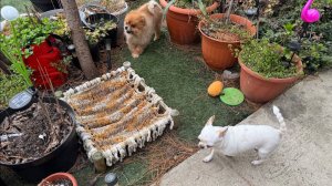 Утренняя прогулочка, у нас начинается цветение.