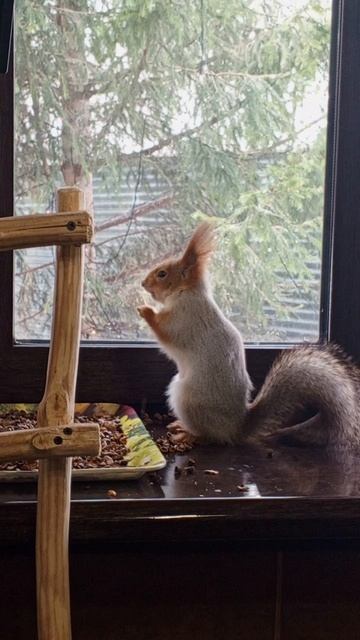 ворчливая белка