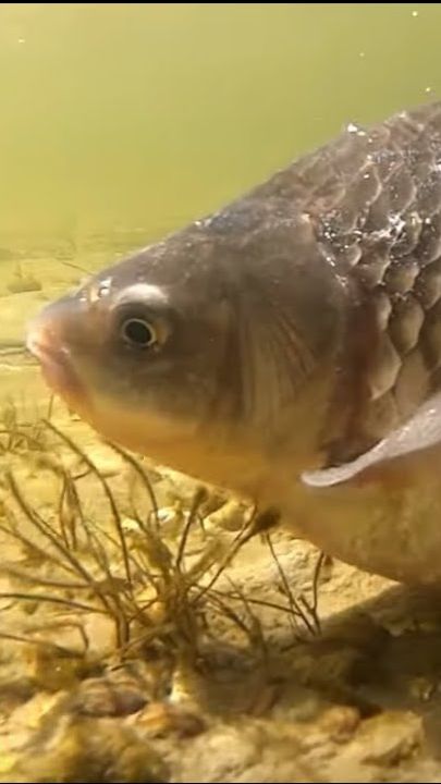 Карась зимой.