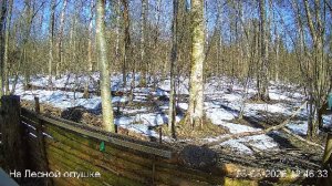 LIVE: На лесной опушке. Природа онлайн