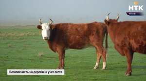 В Правительстве РК обсудили маркирование с/х животных и повышение безопасности на дорогах