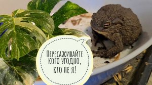 Жаба Наська в раздумьях: есть ли? Пересадка монстеры Тайское Созвездие с применением АМИНОСИЛА