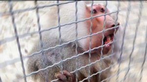 ПОЗОР ПЭДРО! 😱 Мы ОТБИЛИ Изю! РАЗОГНАЛИ стаю ГАМАДРИЛ! Габи с МАЛЫШОМ держатся возле вожака! ДОМ2