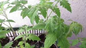 Почему желтеют листья у рассады томатов: наиболее частые причины